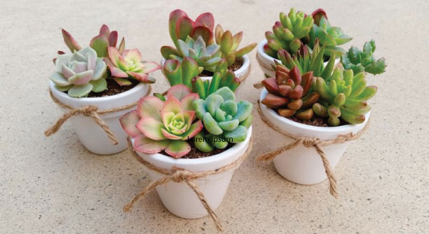 succulents-for-weddings